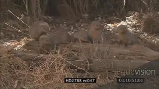 Banded Mongoose group standing on bushveld looking around LS PAN