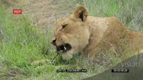 African Lioness Biting and feeding on a tree Bark and Rolls on the grass with it