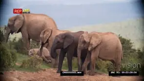African Elephant Herd standing and Moving around on the Savannah MWS