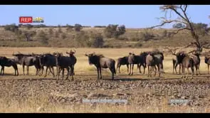 wide shot of a herd of wildebeest, connochaetes standing nervously at a waterhole note…