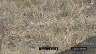 Mozambique Spitting Cobra crawling through grass LS PAN ZI MS