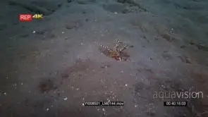 Slow motion shot of a Mimic octopus, Octopus sp19.