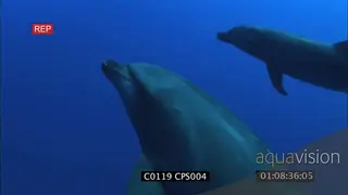 A pair of bottlenose dolphins swimming around near a school of bull sharks swimming.