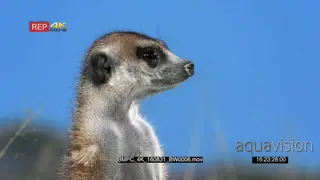 CU Meerkat standing and looking around