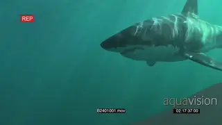 Great white shark gently swimming underwater in ocean passing by camera UW HAND