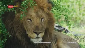Medium close up shot of big male lion sitting under green bushes