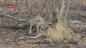 Leopards laying down and moving on broken trees in burnt bushveld LS HAND