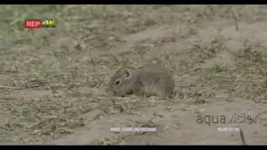 Uinta ground squirrel feeding on grass PROFILE