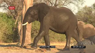 Wet sub-adult African elephant bull walking juvenile in BG