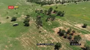 Drone Aerials over buffalo herd Running across the trees GOOD LIGHT