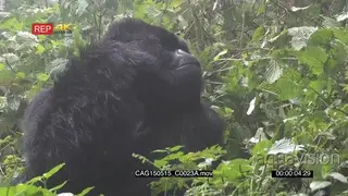 Mountain Gorilla sitting in forest and looking around and calling MS PAN ZO MLS