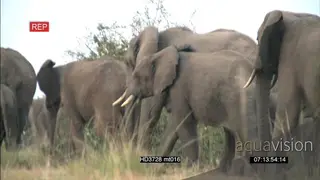 African Elephant herd with young calf AmCam