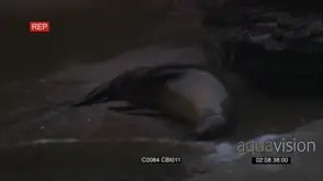 Galapagos Sea Lion sleeping on beach with waves coming in zoom in and zoom out