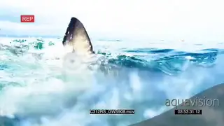 Great white shark hunting patrolling AW TOPSIDE SHAKY GOOD LIGHT