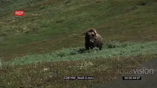 Musk Ox on Greenland tundra Green WS