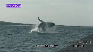 Humpback whales breach SLOWMO GOOD LIGHT