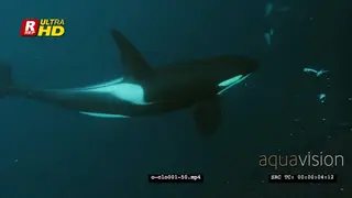 Close-up Orca Killer Whale hunting herring in noway CU UW