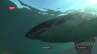Great white shark gently swimming underwater in ocean passing by camera MLS PAN HAND