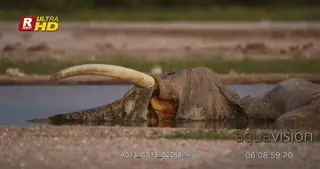 African Elephant carcass remains.