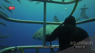 Great White Shark swimming underwater in ocean passing by a group of divers in a shark.
