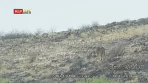 Wide shot of lioness walking and roaring