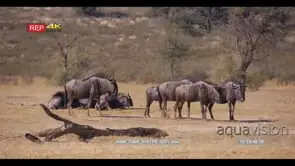wide shot of of a large herd of wildebeest including a juvenile