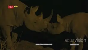 Black rhino family at night show affection