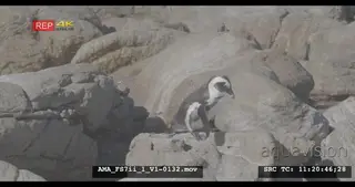 African Penguin hopping over rocks, going onshore, returning, rocks, walking, jumping.
