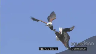 African Fish Eagle courtship display in mid air, Talon clasping behaviour