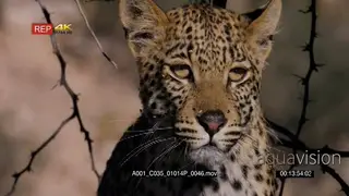 Close up front view of leopard listening and watching while on the hunt.