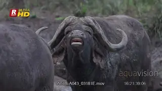Cape Buffalo bull flehmen while the rest of the herd is mud bathing.