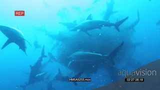 Blacktip Shark feeding and attacking Sardine bait ball UW WS HAND