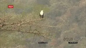 AFRICAN FISH EAGLE SITTING IN TREE