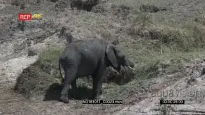 African elephant juvenile with a half trunk eating grass the mara river