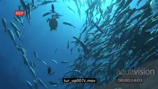 Hawksbill Sea Turtle swimming in schools of Giant Kingfish and Black Triggerfishes UW VERT