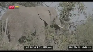 African elephant standing and feeding, foraging, eating, pulling branches, leaves