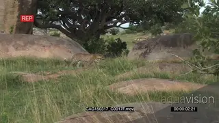Leopard walking on bushveld looking at camera WS PAN HAND