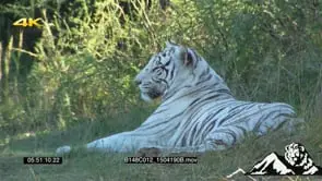 Tiger laying down GREEN LS