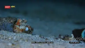 Close up shot of Veined octopus or coconut octopus hiding in a tube and eating the.