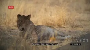 African lioness laying down resting in shade