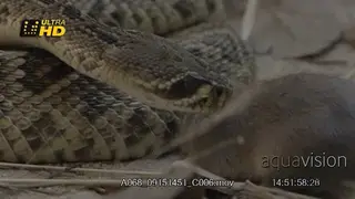 Western diamondback rattlesnake detecting and trying to locate the prey using its tongue.