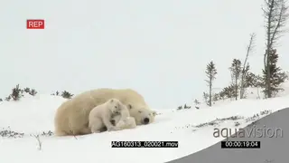 Polar bear cubs play fighting near resting mother bear, trying to sleep. SNOW