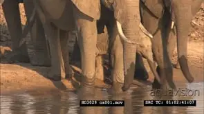 Elephant herd with young calf coming to the river drinking water WS