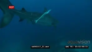 Diver swimming underwater in ocean towards Tiger Shark and it turns away WS TRA MLS HAND