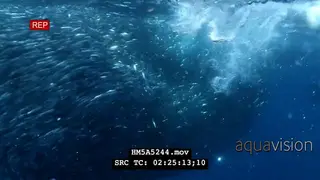 Cape Gannets fishing on Sardine ball swimming close to surface underwater in ocean.