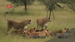 Lion Pride attack and takedown Wildebeest