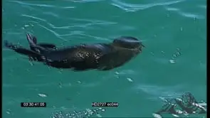 Cape Fur Seal swimming in ocean then getting attacked by Great White Shark MLS HAND