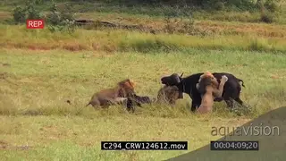 Three Male African Lions stalk and takedown Buffalo mother and newborn Calf AmCam SHAKY