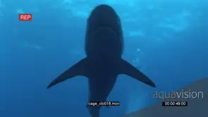 School of Grey Reef Sharks swimming around bait underwater in ocean bumping and biting it.