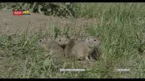 A group of Unita ground squirrel babies sitting and looking around FF GOOD LIGHT